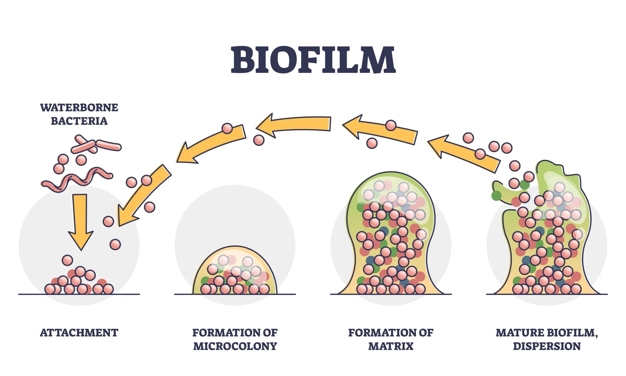 Schematic representation of Biofilm formation. [[Link to image source](https://www.pureline.com/wp-content/uploads/2023/09/Biofilm-Infographic-2048x1229.webp)]